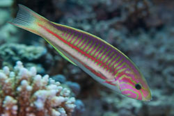 BD-121129-Aqaba-7734-Thalassoma-rueppellii-(Klunzinger.-1871)-[Klunzinger´s-wrasse].jpg